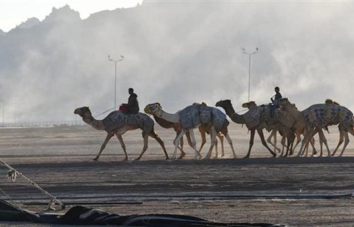 محافظ جنوب سيناء يتابع استعدادات انطلاق المهرجان العربي للهجن بشرم الشيخ