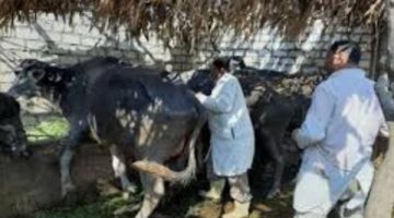 انطلاق الحملة القومية لتحصين الماشية.. والمحافظة تعلن عن فرص عمل برواتب تصل لـ 9500 جنيه