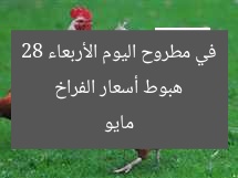 هبوط أسعار الفراخ في مطروح اليوم الأربعاء 28 مايو