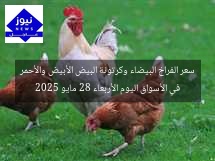 سعر الفراخ البيضاء وكرتونة البيض الأبيض والأحمر في الأسواق اليوم الأربعاء 28 مايو 2025