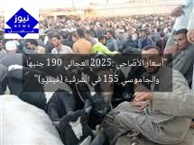 “أسعار الأضاحي 2025: العجالي 190 جنيهًا والجاموسي 155 في الشرقية (فيديو)”