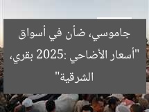 “أسعار الأضاحي 2025: بقري، جاموسي، ضأن في أسواق الشرقية”