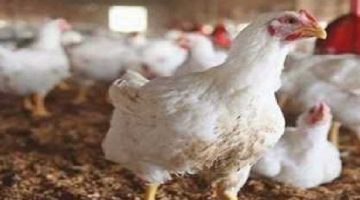 وزير الزراعة يكشف حقيقة وباء الدواجن القاتل: تصريح هام