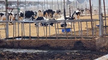 إنقاذ 2000 رأس ماشية من حريق بإحدى المزارع بمركز ومدينة أبوصوير
