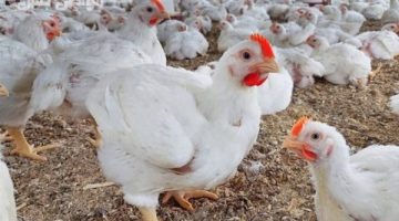 استقرار أسعار الدواجن والبيض بأسواق الوادي الجديد اليوم الأثنين