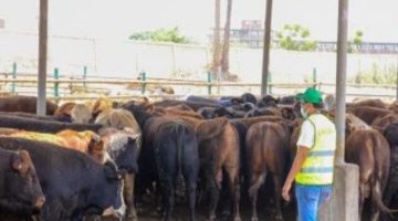 45 عجلة بلدية تُذبح في أيام عيد الأضحى بمجزر بي العرب بالمنوفية