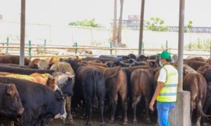 45 عجلة بلدية تُذبح في أيام عيد الأضحى بمجزر بي العرب بالمنوفية