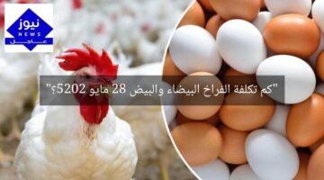 “كم تكلفة الفراخ البيضاء والبيض 28 مايو 2025؟”
