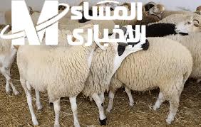 الخرفان نازلة الأسواق وأسعارها بتنافس والنوعيات كتير.. اختار أضحيتك براحتك قبل الزحمة