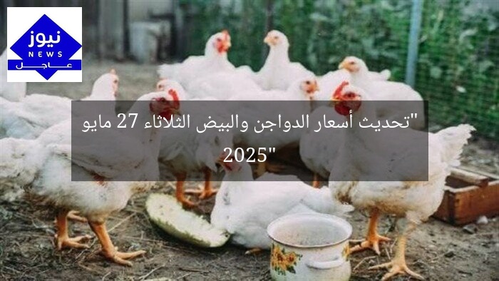 “تحديث أسعار الدواجن والبيض الثلاثاء 27 مايو 2025”