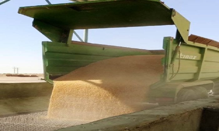 أسوان: 355 ألف طن قمح ذهب أصفر يفيض من صعيد مصر 2025