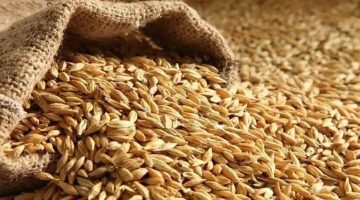 الطن بـ 27 ألف جنيه.. أسعار الأرز اليوم الأحد 4 مايو 2025