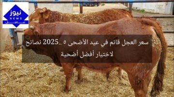 سعر العجل قائم في عيد الأضحى 2025.. 5 نصائح لاختيار أفضل أضحية