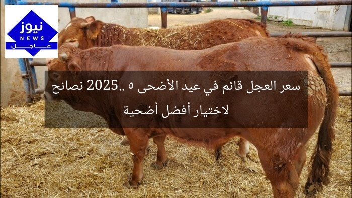 سعر العجل قائم في عيد الأضحى 2025.. 5 نصائح لاختيار أفضل أضحية
