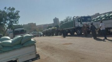 أسيوط تُسجل 153 ألف طن قمح محلي… رقم قياسي!
