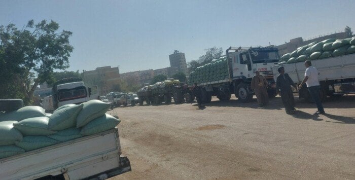 أسيوط تُسجل 153 ألف طن قمح محلي… رقم قياسي!