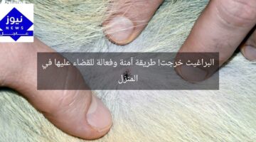 البراغيث خرجت! طريقة آمنة وفعالة للقضاء عليها في المنزل