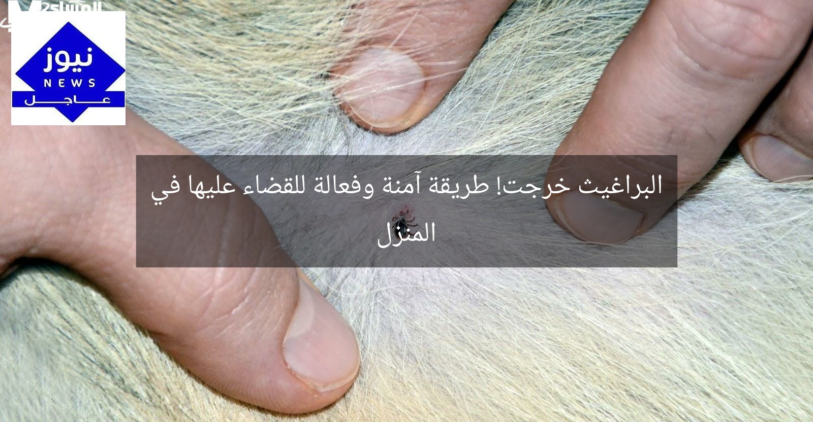 البراغيث خرجت! طريقة آمنة وفعالة للقضاء عليها في المنزل