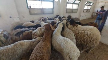 أضاحي البحر الأحمر: خراف بـ 220 جنيه للكيلو!

زراعة البحر الأحمر, خراف أضاحي, سعر الأضاحي