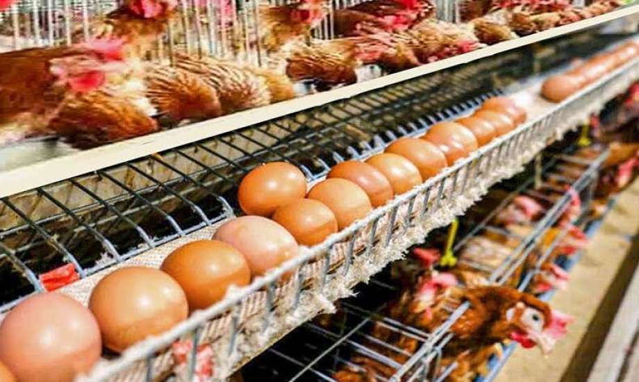 سعر الفراخ والبيض اليوم الأحد 4 مايو 2025 في الأسواق.. «الكيلو بكام؟»