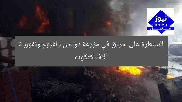 السيطرة على حريق في مزرعة دواجن بالفيوم ونفوق 5 آلاف كتكوت