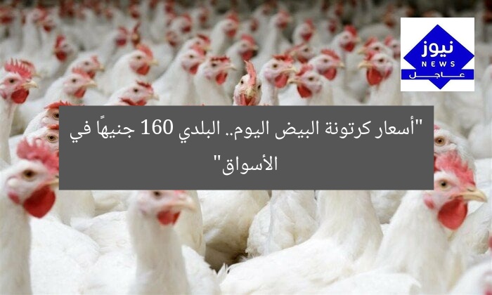 “أسعار كرتونات البيض اليوم في منافذ البيع: البلدي بـ160 جنيهًا”
