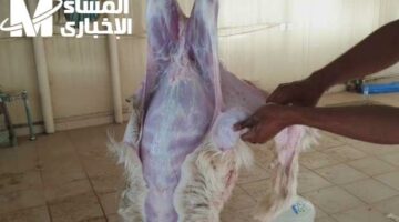 لو هتدبح اعرف دي.. طريقة سلخ الخروف شرح بسيط