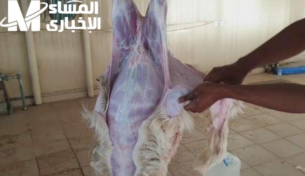 لو هتدبح اعرف دي.. طريقة سلخ الخروف شرح بسيط