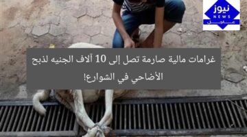 غرامات مالية صارمة تصل إلى 10 آلاف الجنيه لذبح الأضاحي في الشوارع!