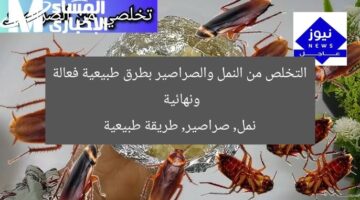 التخلص من النمل والصراصير بطرق طبيعية فعالة ونهائية  
نمل, صراصير, طريقة طبيعية