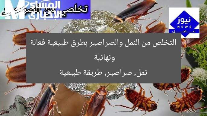 التخلص من النمل والصراصير بطرق طبيعية فعالة ونهائية
نمل, صراصير, طريقة طبيعية