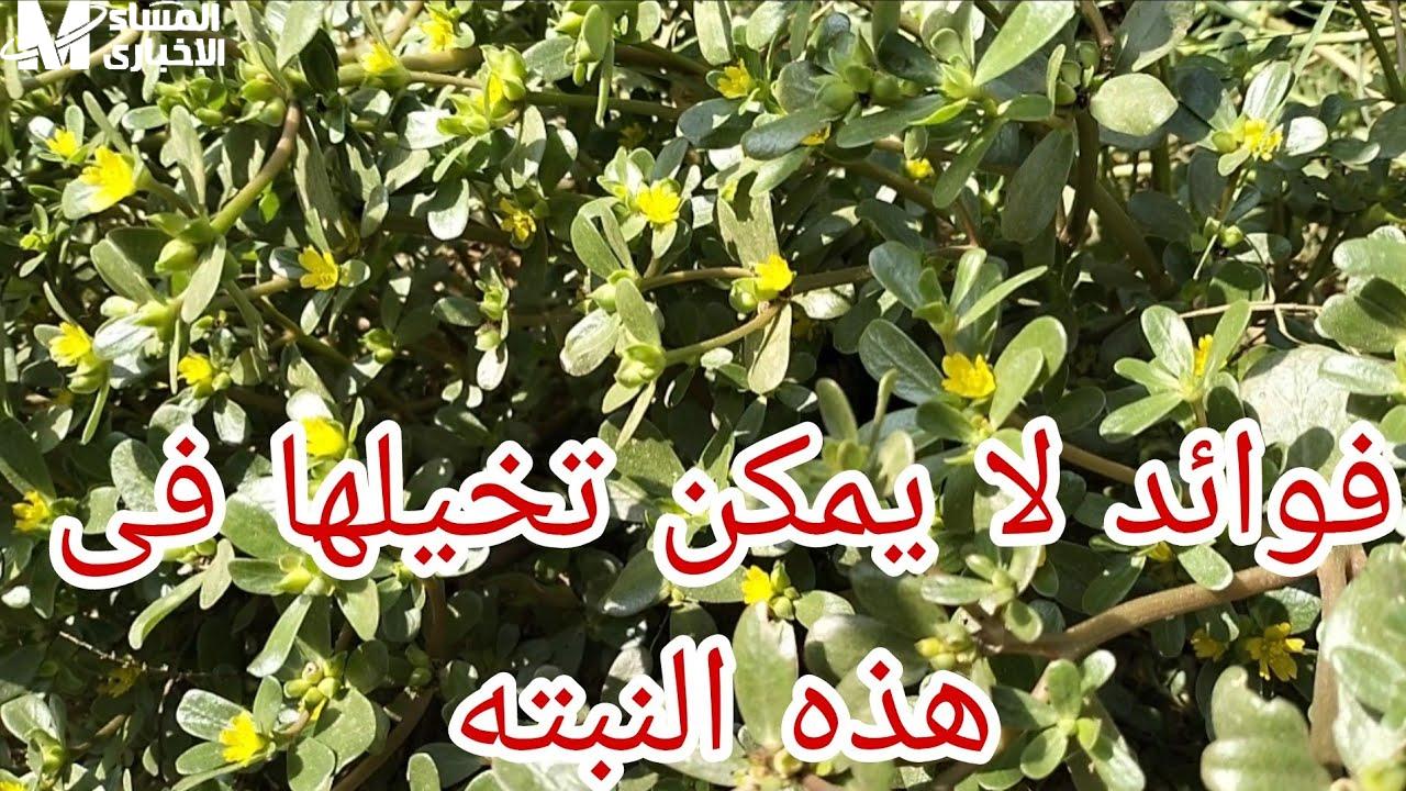 نبتة الرجلة الصغيرة: سر طبيعي فعّال لتحسين صحتك وتنظيم السكر والضغط
