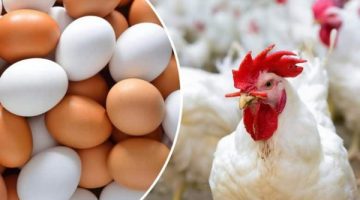 هتشتريها بكام بكرة؟.. ارتفاع أسعار الدواجن اليوم
