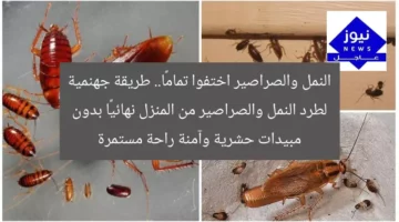 النمل والصراصير اختفوا تمامًا.. طريقة جهنمية لطرد النمل والصراصير من المنزل نهائيًا بدون مبيدات حشرية وآمنة راحة مستمرة