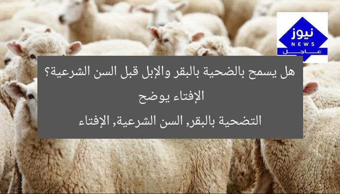 هل يسمح بالضحية بالبقر والإبل قبل السن الشرعية؟ الإفتاء يوضح
التضحية بالبقر, السن الشرعية, الإفتاء