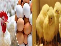 أسعار الفراخ والبيض في مطروح اليوم السبت 7 يونيو 2025