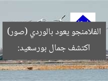 بورسعيد تُبهج عشاق الإجازات.. الفلامنجو يعود بجماله الساحر (صور)