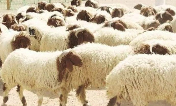 إلغاء الأضحية في المغرب.. الشرطة تقتحم المنازل وتصادر الأضاحي بعد قرار الملك «القصة كاملة»