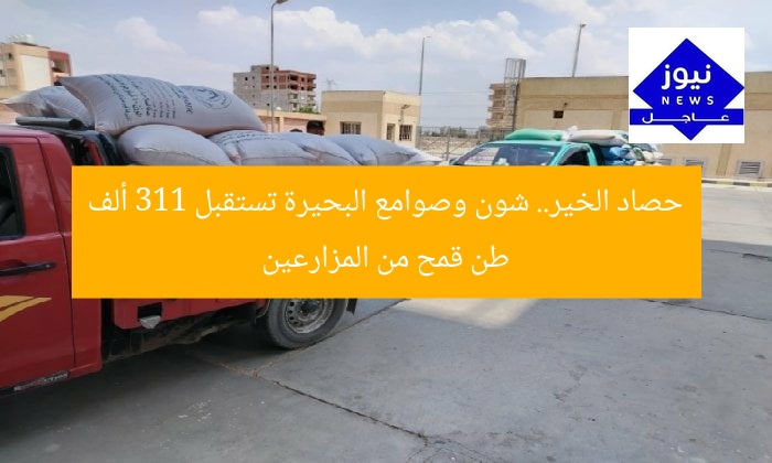 حصاد الخير.. شون وصوامع البحيرة تستقبل 311 ألف طن قمح من المزارعين