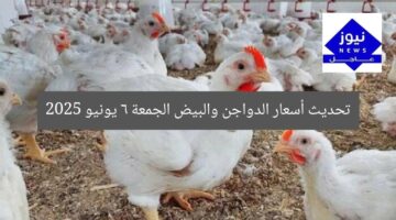 تحديث أسعار الدواجن والبيض الجمعة 6 يونيو 2025
