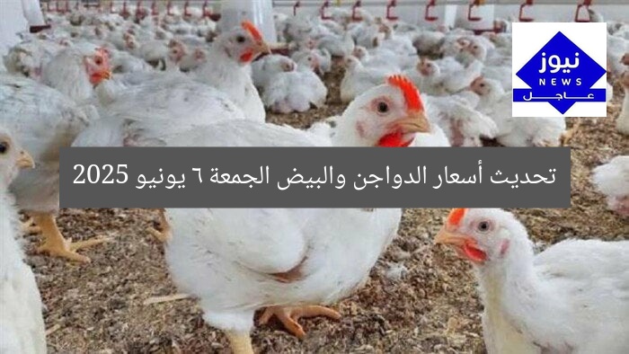 تحديث أسعار الدواجن والبيض الجمعة 6 يونيو 2025
