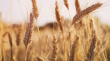 القمح يتراجع أكثر عن أعلى مستوى له في شهرين
