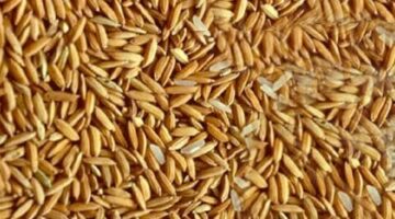 سعر طن الأرز الشعير اليوم الأحد 1 يونيو 2025