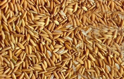 سعر طن الأرز الشعير اليوم الأحد 1 يونيو 2025