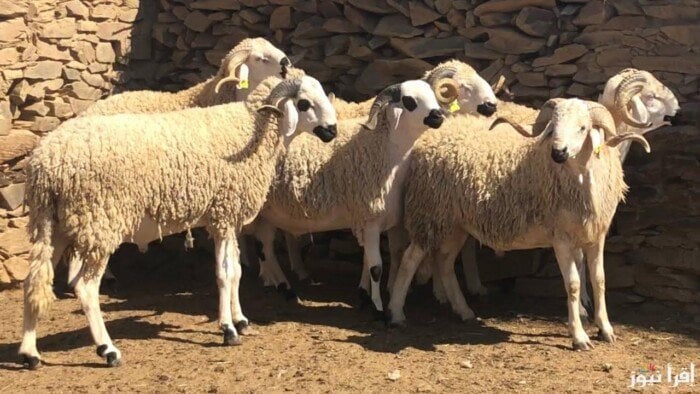 «لو ناوي تضحي».. آداب وكيفية توزيع الأضحية