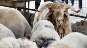 ماراثون الأضاحي عبر الـ (أون لاين).. الأغنام تقفز لـ «250» جنيها للكيلو.. وثبات أسعار العجول
