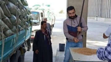 محافظ المنيا: توريد 507 آلاف طن من محصول القمح منذ بدء موسم 2025