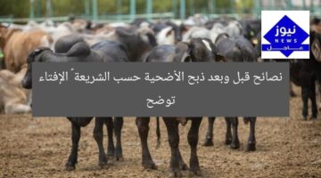 نصائح قبل وبعد ذبح الأضحية حسب الشريعة – الإفتاء توضح