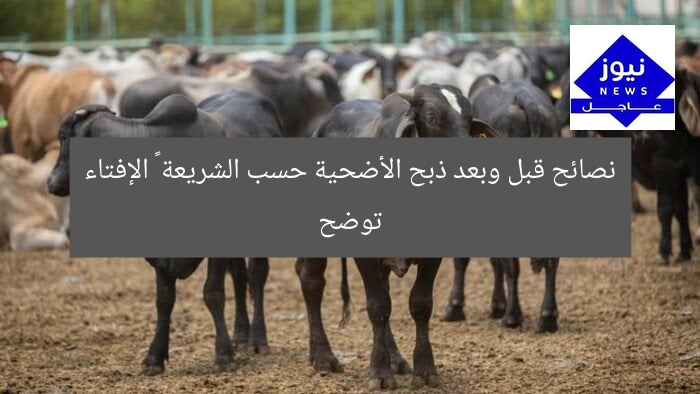 نصائح قبل وبعد ذبح الأضحية حسب الشريعة – الإفتاء توضح