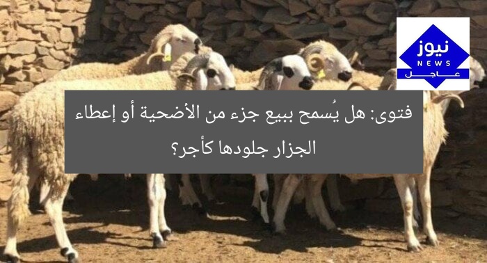 فتوى: هل يُسمح ببيع جزء من الأضحية أو إعطاء الجزار جلودها كأجر؟